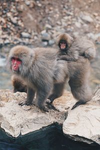 Monkey sitting on rock