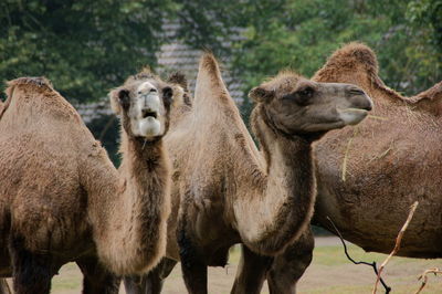 Portrait of two camels on field