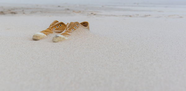 Close-up of shells on sand