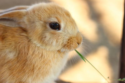 Close-up of a rabbit