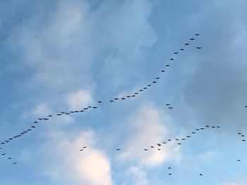 Low angle view of birds flying against sky