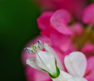 Close-up of pink rose flower