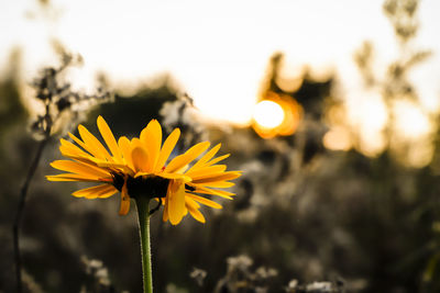 Close-up of yellow flowering plant on field