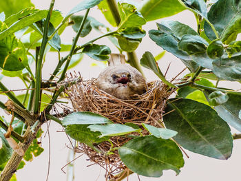 Close-up of bird in nest