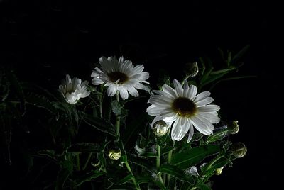 Close-up of white flowers blooming against black background