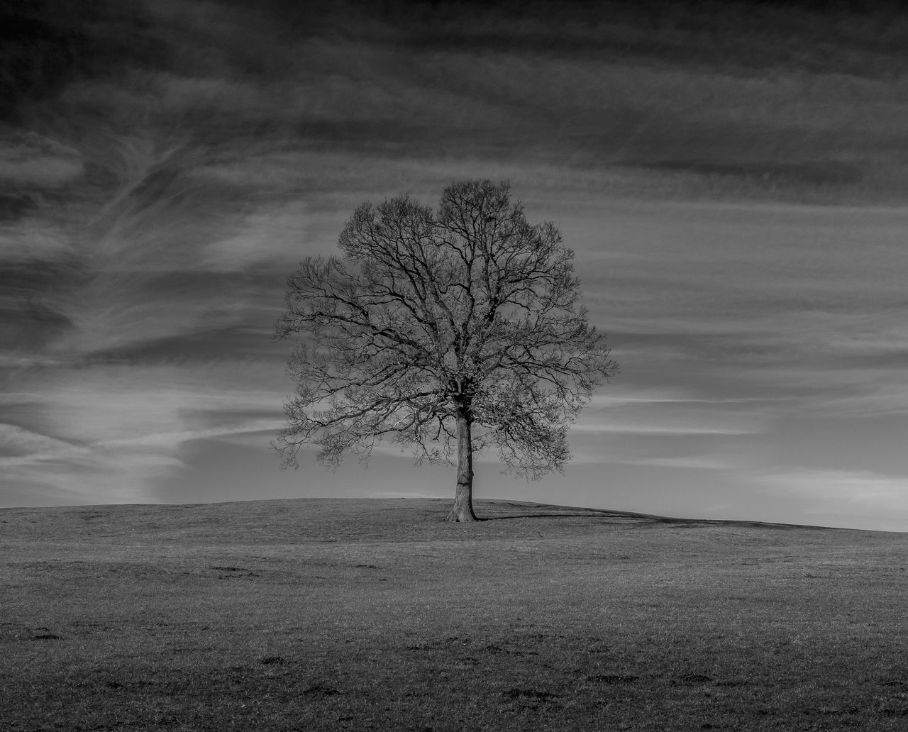 lone, isolated, bare tree, landscape, tranquility, remote, solitude, tranquil scene, tree, beauty in nature, field, nature, tree trunk, horizon over land, sky, branch, outdoors, scenics, day, no people