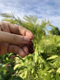 Cropped image of hand holding fruit