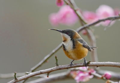 Close-up of bird perching on branch