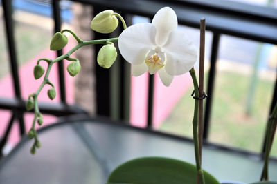Close-up of flowers against window