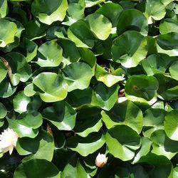 Full frame shot of leaves