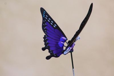 Close-up of butterfly over white background