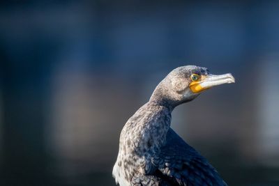 Close-up of a bird looking away