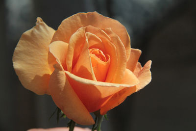 Close-up of rose flower