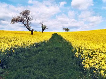 Scenic view of field against sky