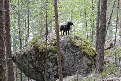 Black dog on rock formation amidst trees in forest