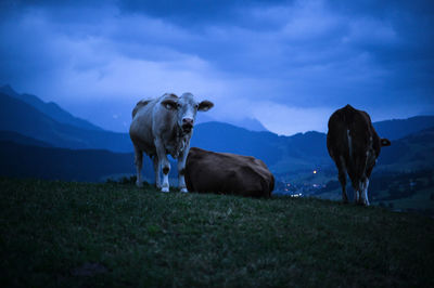 Cows standing on a hill