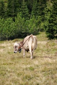 Horses standing on field