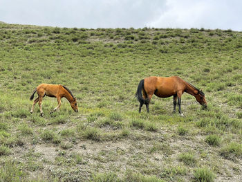 Wild horses grazing in a field