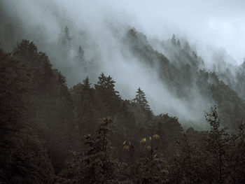 Misty clouds rise up from a pine forest. 