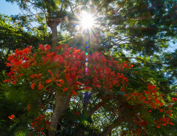 Low angle view of trees against sky