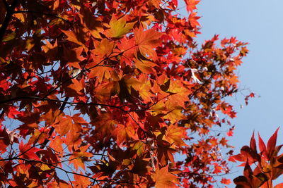 Low angle view of maple tree against sky