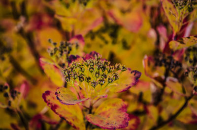 Full frame shot of yellow flowering plant