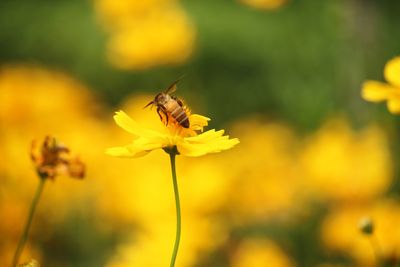 Close-up of insect on yellow flower