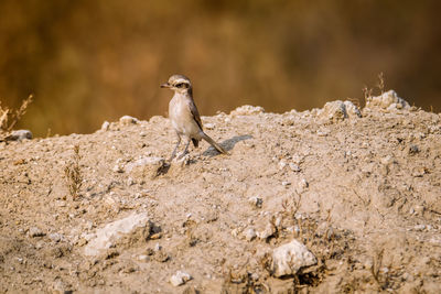 Close-up of bird perching on rock