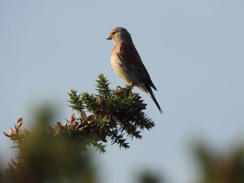 Bird perching on a tree