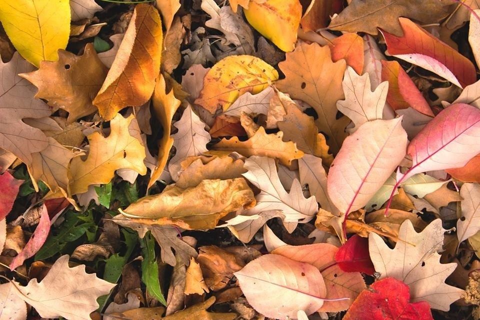 autumn, change, leaf, season, leaves, dry, fallen, full frame, backgrounds, abundance, maple leaf, nature, large group of objects, high angle view, natural pattern, natural condition, field, fragility, multi colored, falling