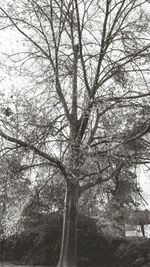 Low angle view of bare trees