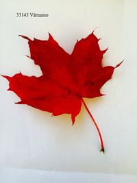 Close-up of red leaf against white background