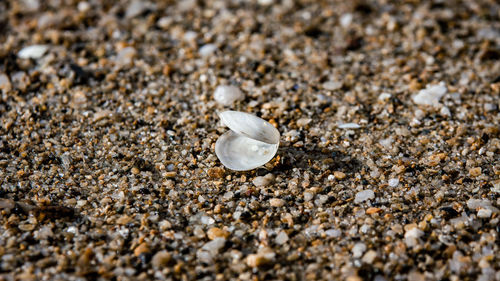 Close-up of shell on sand