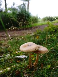 Close-up of mushroom on field