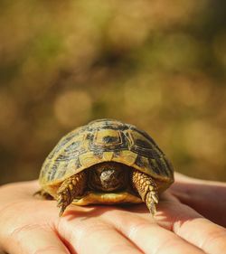Close-up of human hand holding small tortoise 