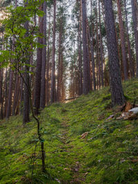 Trees growing in forest