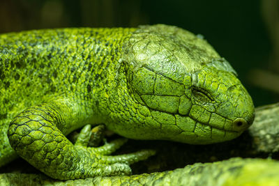 Close up portrait of a solomon islands skink in captivity