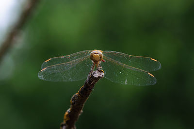 Close-up of insect on leaf