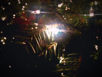 Close-up of plants against blurred background