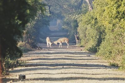 View of deer in the forest