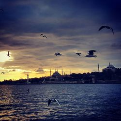 Seagulls flying over sea against sky during sunset