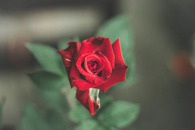 Close-up of red rose against blurred background