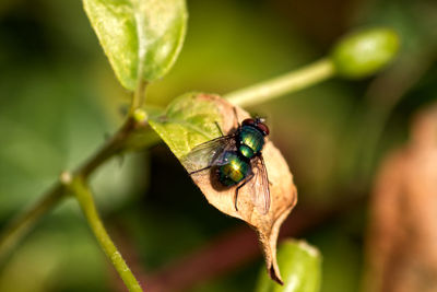 Close-up of insect on leaf