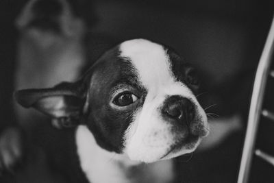 Close-up portrait of a dog