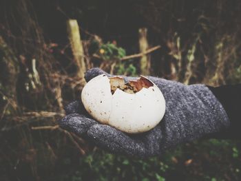 Close-up of mushroom growing on land