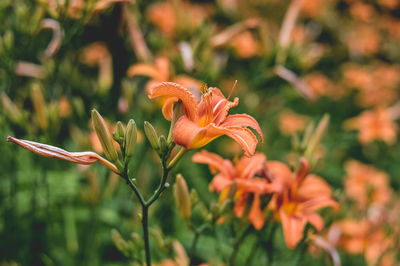 Close-up of day lilies blooming outdoors