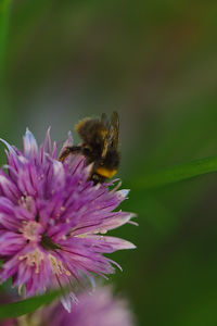 Close-up of bee on purple flower