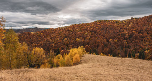 Beautiful autumn landscapes in the romanian mountains, fantanele village area, sibiu county, romania