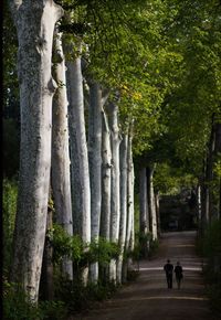 Rear view of people walking in forest