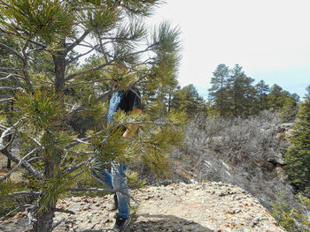 Rear view of man amidst trees in forest against sky